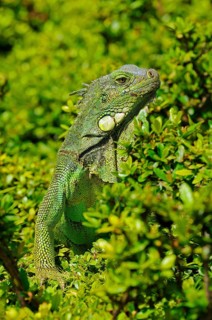 Green iguana