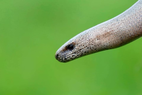 Slow worms