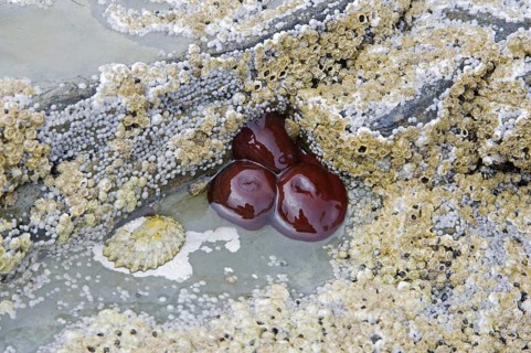 Beadlet Anemone