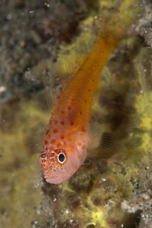 Coral Goby