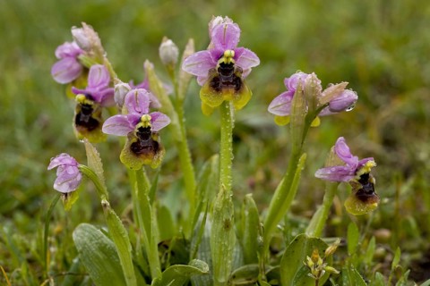 Flowering sawfly orchid