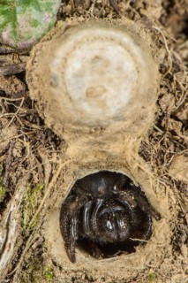 Moggridge's Trapdoor Spider