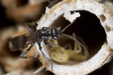 Dipogon variegatus
