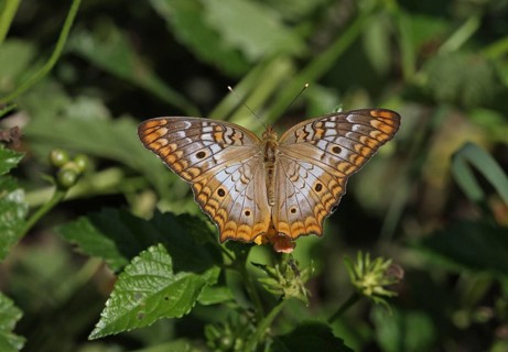 White Peacock