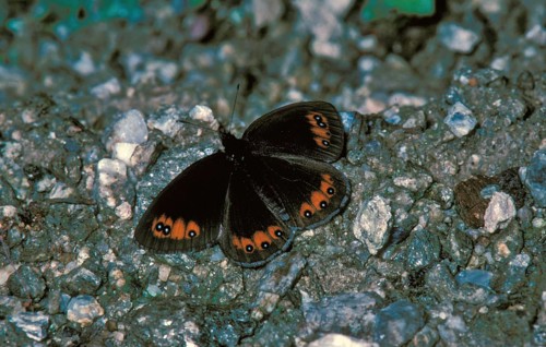 Yellow-banded Ringlet