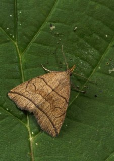 Zanclognatha nemoralis