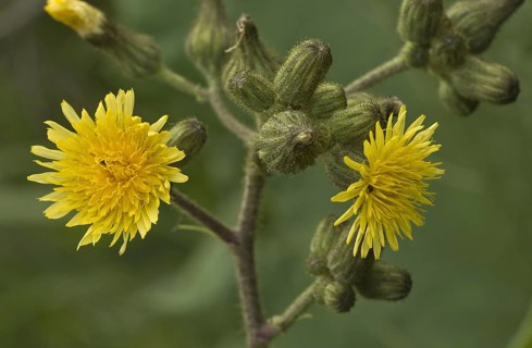 Marsh Sowthistle