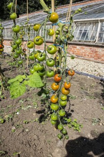 Tomato
