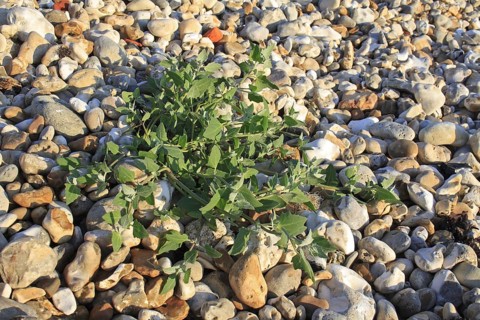 Spear orach