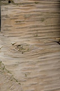 Erman's birch