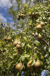 Common european pear