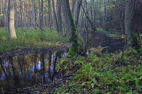 The Briese river in autumn in the Briese Valley landscape conservation area near Berlin