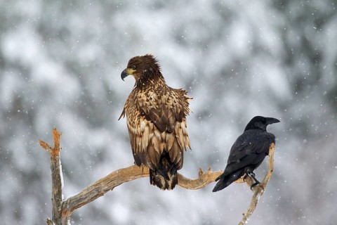 White-tailed eagle