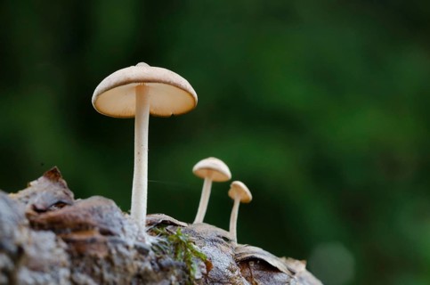 (Baeospora myosurus)