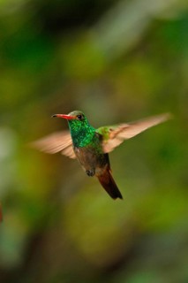 Rufous-tailed azily