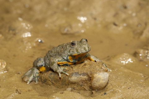 Yellow-bellied toad