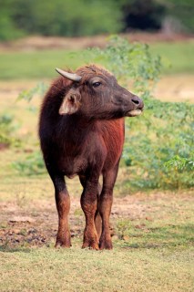 Water buffalo