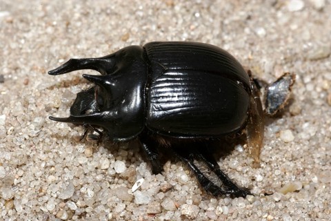 Minotaur beetle