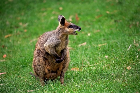 Agile wallaby