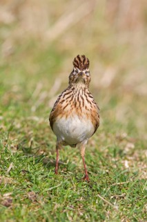 Skylark