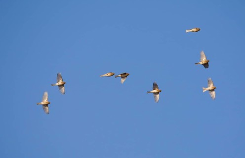 Twite