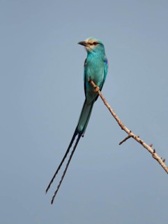 Abyssinian Roller