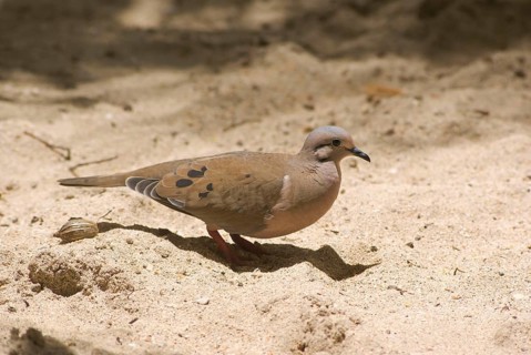 Eared dove