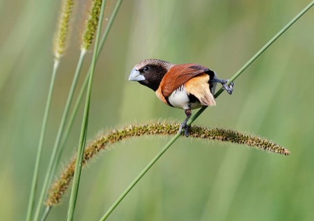 Chestnut-breasted Munia