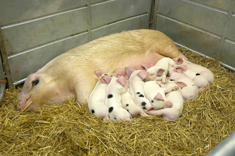 Domestic Pig