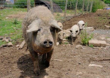 Domestic pig