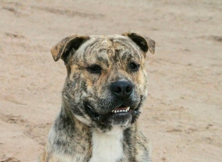 Domestic dog