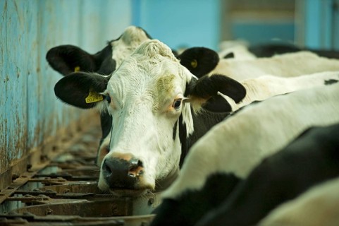 Domestic cattle
