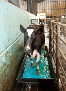 Dairy farming