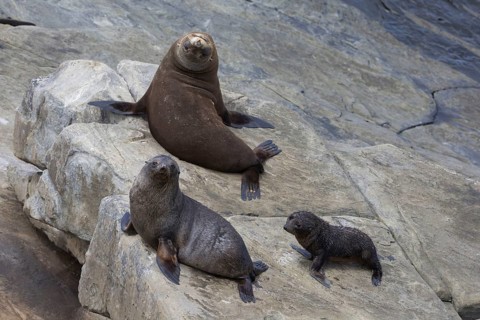 New Zealand fur seal