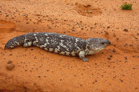 Trachydosaurus rugosus