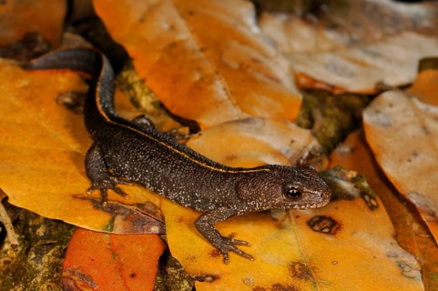 Italian Crested Newt