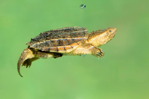 Common Snapping Turtle