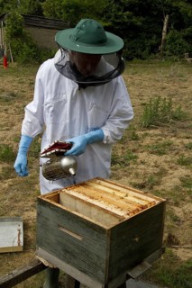 With a smoker over the open brood box