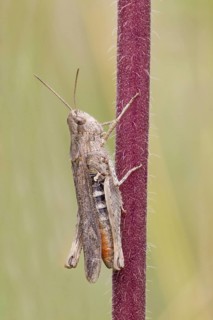 Common green grasshopper