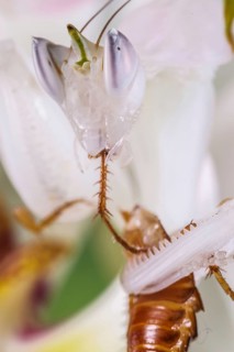 Walking flower mantises