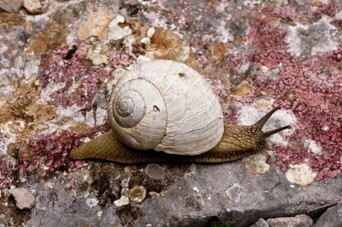 Roman snail