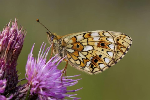 Small pearl-bordered small pearl-bordered fritillary