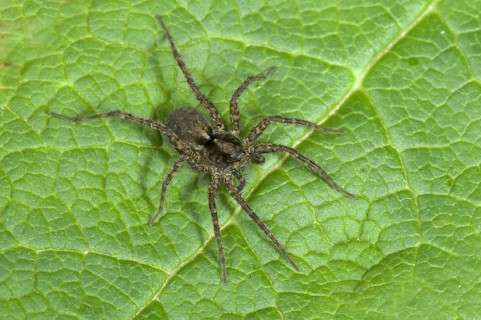 Wolfspider