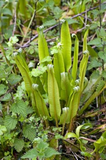 Hart's tongue
