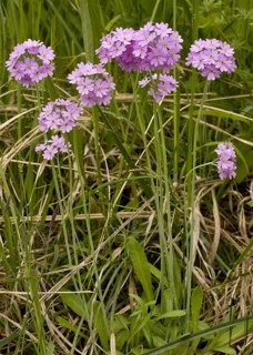 Primrose