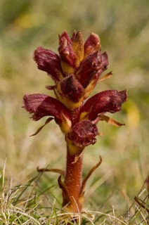 Thyme broomrape flowering