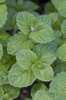 Apple mint