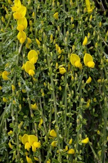 Prostrate broom