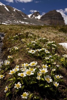 White marsh marigold