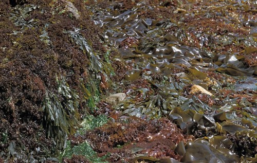 Seaweed Chondrius crispus